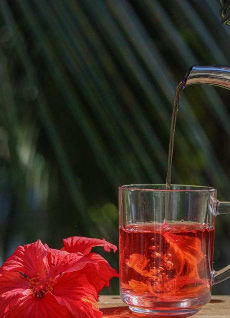 el té de hibisco es la infusión que necesitas para adelgazar y protegerte de los virus mujer hoy