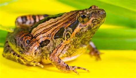 Free Images Wildlife Toad Amphibian Fauna Tree Frog Vertebrate
