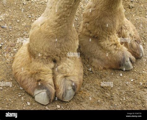 Camel Hooves Stock Photo Alamy