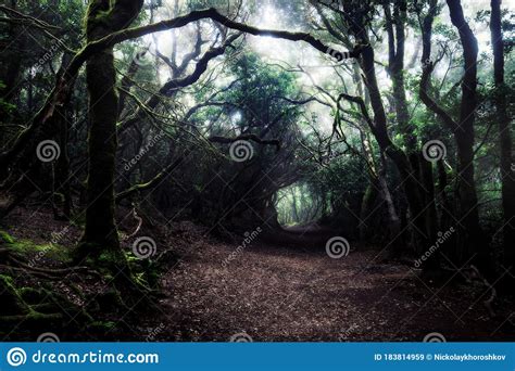 Path Through A Dark Forest Stock Image Image Of Mist Mystery 183814959