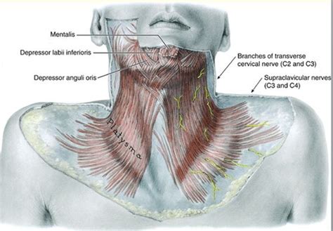 Anatomy Pas Triangles Of The Neck Flashcards Quizlet