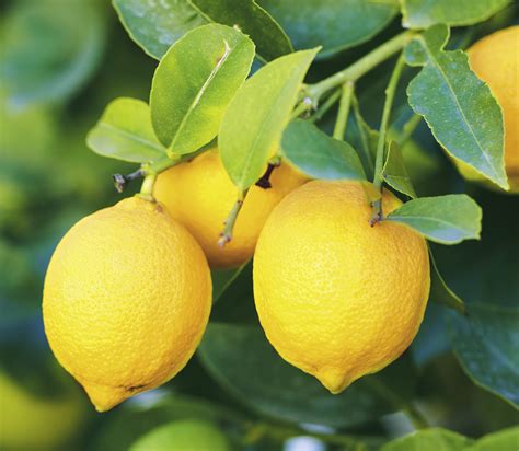 Planting Lemon Trees Growing Guides Daltons