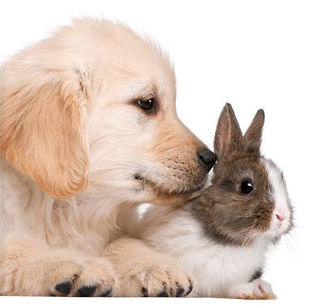 Puppy Bunny Stock Photos Pictures And Royalty Free Images Istock