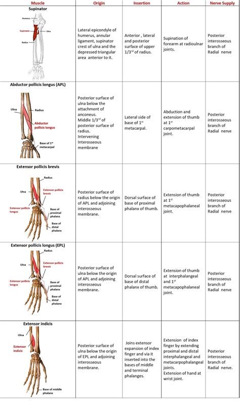 Forearm- Flexor and Extensor Compartments