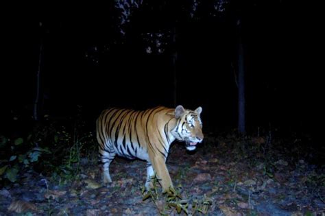 Pembalakan Bagus Untuk Populasi Harimau Fakta Atau Auta The Malaysia Voice