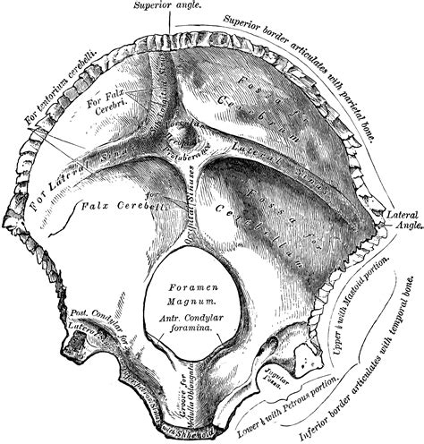 Occipital Bone Of The Human Skull Clipart Etc Free Nude Porn Photos
