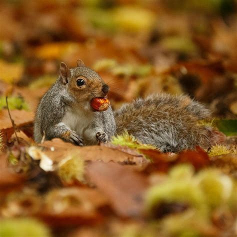 Grey Squirrel With Chestnut In Autumn Leaves Photograph By Izzy Standbridge