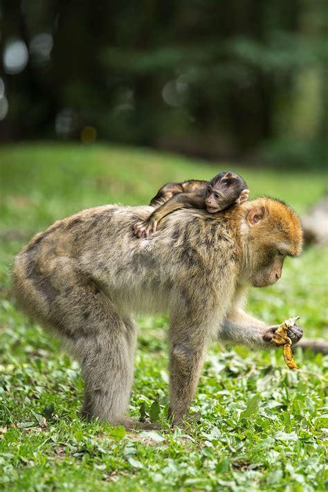 Hd Wallpaper Two Brown Apes With Opened Mouths Animal Berber Monkeys