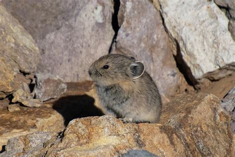 Young Pika In The Sunlight Photograph By Cascade Colors Fine Art America