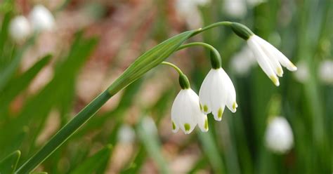 Plant Bulbs Now For Spring Beauty