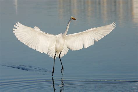 Great Egret Profile Habitat Facts Flight Nest Call Bird Baron