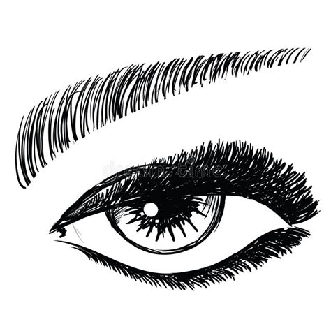 Female Eye Stock Vector Illustration Of Look Graphic 43150791