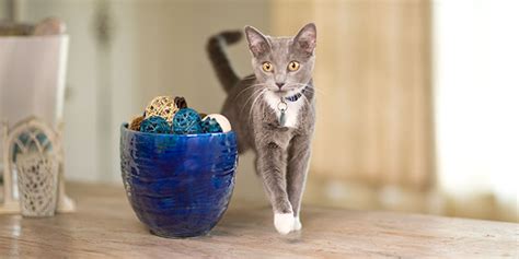 Cat Behavior And Appearance Hills Pet