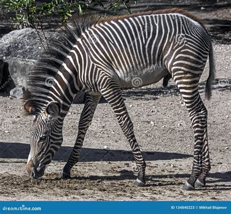 Young Grevy`s Zebra Male 2 Stock Image Image Of Hoof 134840223