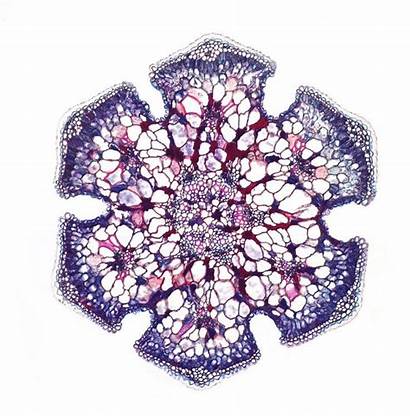 Microscopic Plant Casuarina Cell Nature Cells Macro