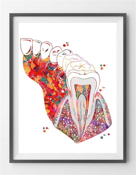 Molar Tooth Section Dental Art Print Anatomy Art Teeth And Gums Molar