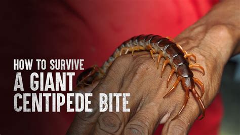 How To Survive A Giant Centipede Bite Youtube