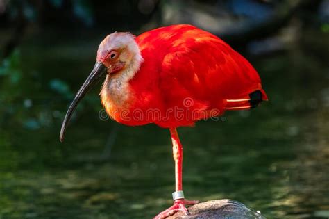Scarlet Ibis Eudocimus Ruber Wildlife Animal In The Zoo Stock Photo