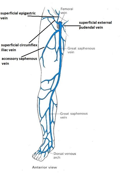 Saphenous Vein Course