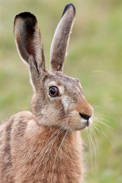 Hare In The Wild In A Clearing Animals Cute Animals Animals Beautiful