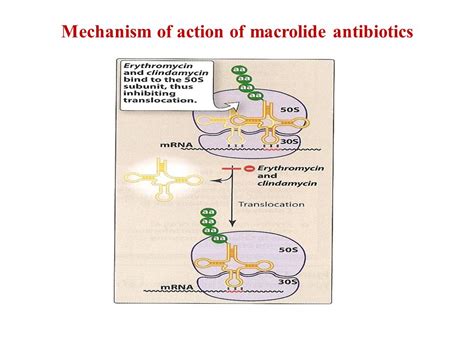 Common Antibiotics Mechanism Of Action