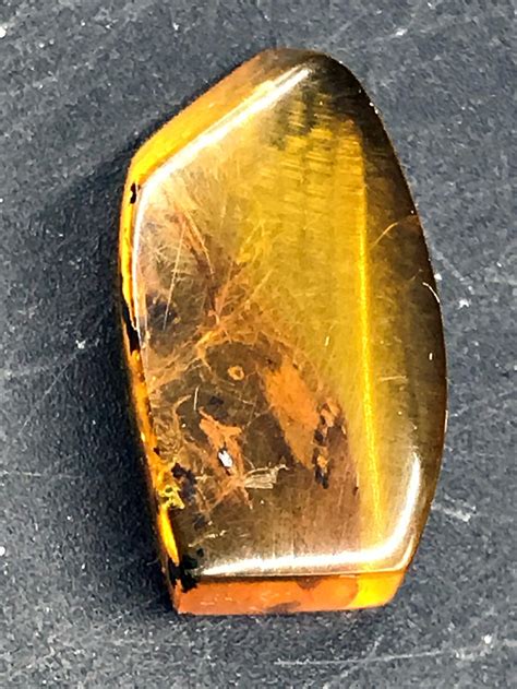 Amber Fossil Natural Collectible Specimen