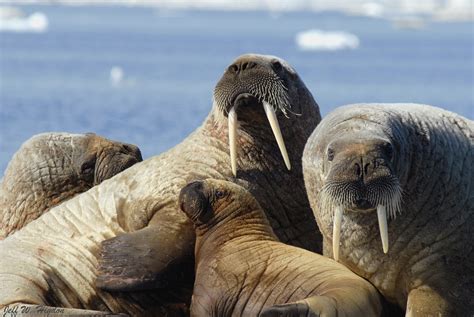 Resting Walruses