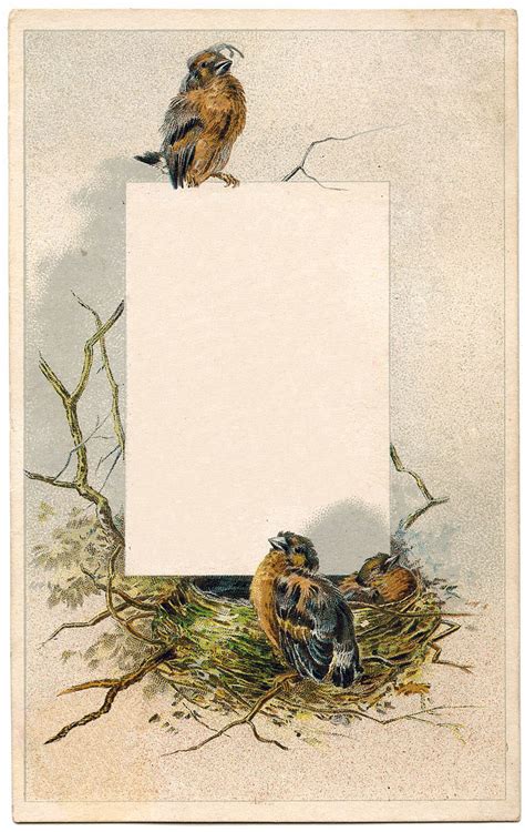 vintage graphic sweet birds  nest frame