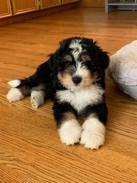 Pin By Carole Clenney On Dogs Our Best Friends Bernedoodle Puppy