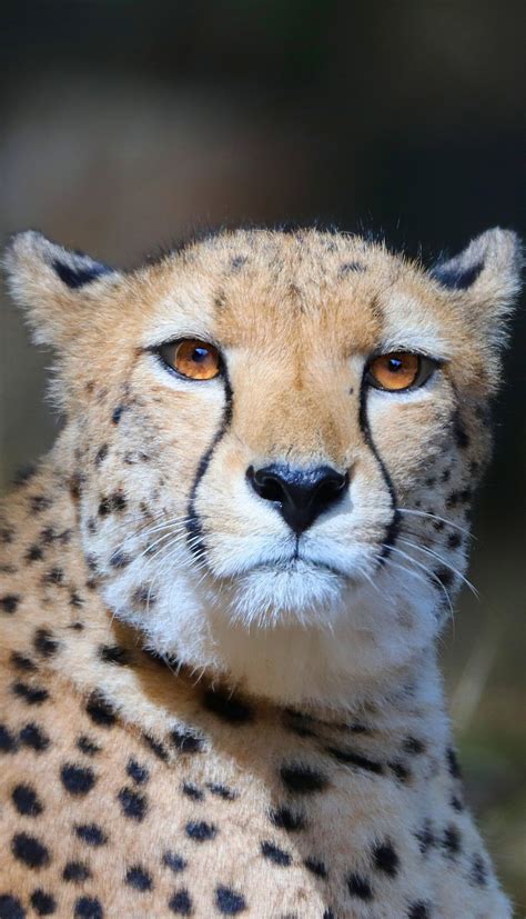 Cheetah Portrait About Wild Animals