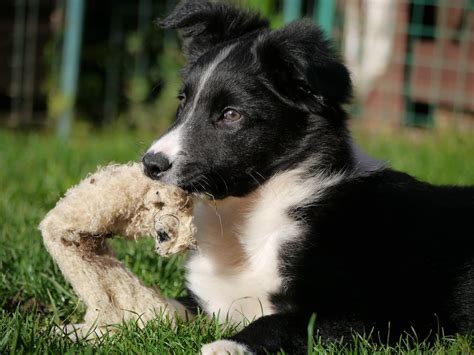 Check spelling or type a new query. Photo gratuite: Border Collie, Chiot, Chien - Image ...