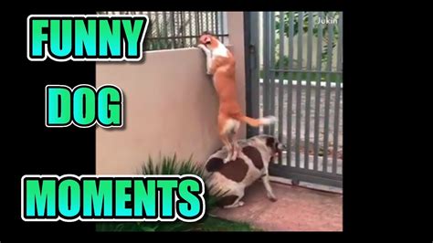 Ultimate Funny Dog Moments Compilation 2018 Youtube