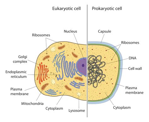 What Are The Differences Between Prokaryotic And Eukaryotic Cells Live Science