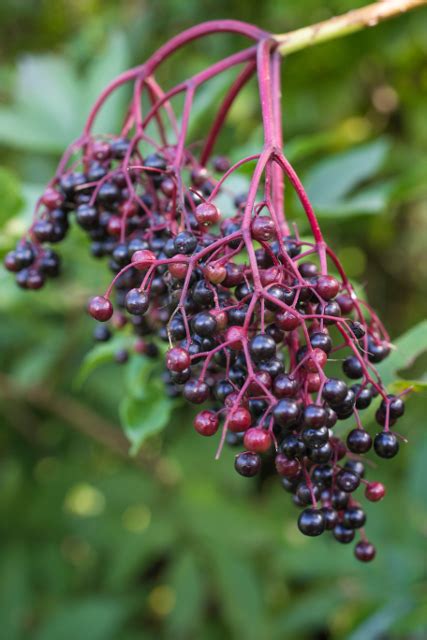 Elderberry Types What Are Some Common Varieties Of