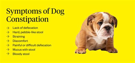 How Can You Tell If Your Puppy Is Constipated