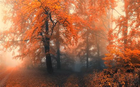 misty-autumn-forest-hd-wallpaper-background-image-2560x1600-id