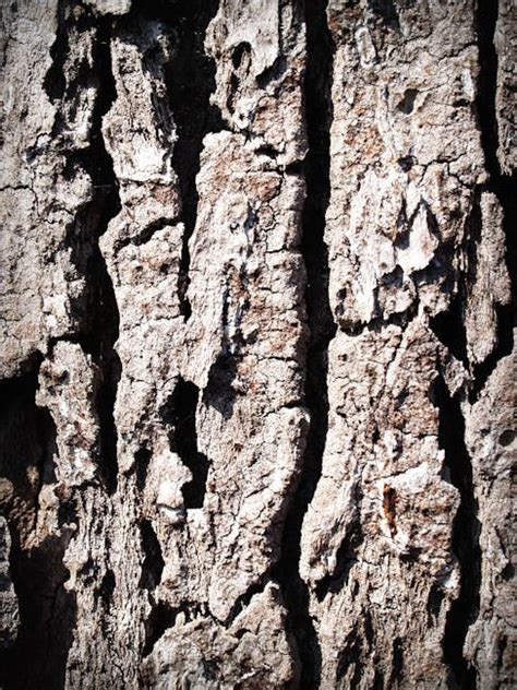 Free Stock Photo Of Bark Detail Dry