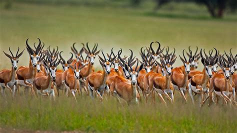 Animal Antelope Hd Wallpaper