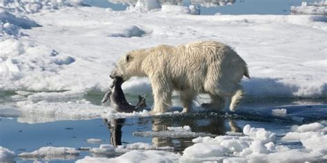 Oso Polar Animal Información Hábitat Y Características