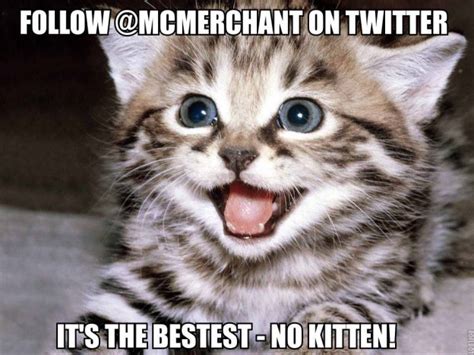 6 Cute Kitten Memes That Will Make You Go Follow Mcmerchant On Twitter