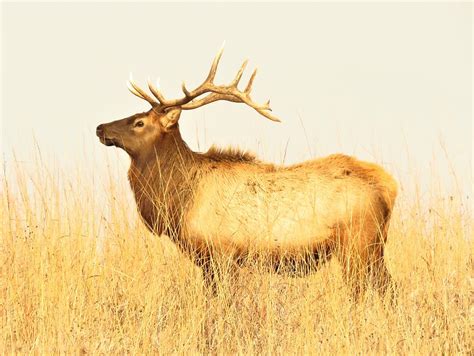 Elk On The Prairie Photograph By Lori Frisch Fine Art America