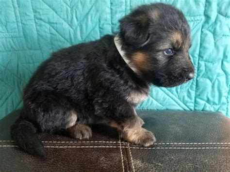 Maybe you would like to learn more about one of these? 2 week old male german shepherd, champion bloodlines at VHR Ranch in Paige Tx | German shepherd ...
