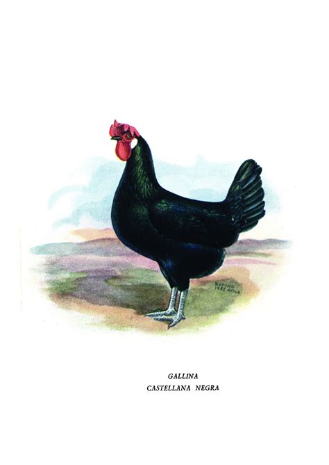 Castellana Negra Chicken Spanish Avian Breed