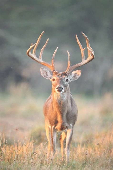 35 Best Ideas For Coloring Big Buck Deer