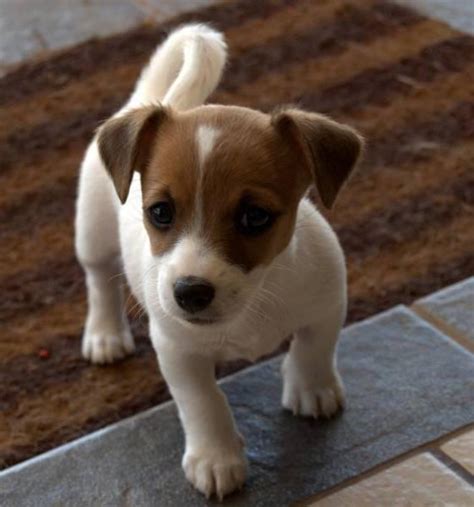 88 Cute Small Dog Breeds List L2sanpiero