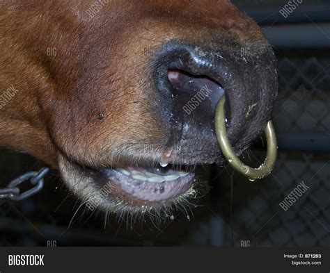 Bull Ring Nose Image And Photo Free Trial Bigstock