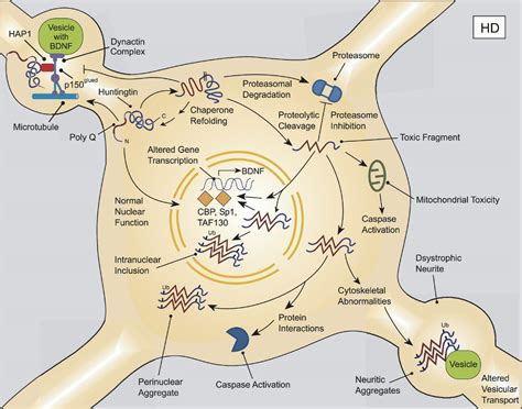 Huntingtons Disease Cell
