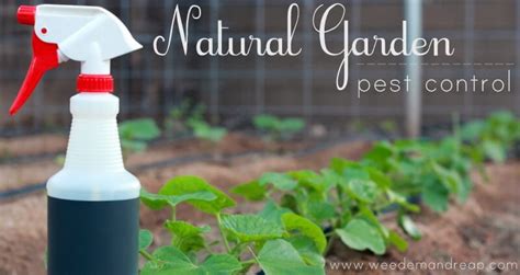 Post your tips and techniques for extermination, rodent/pest elimination, and related topics. Tons of Tips for Green Living | creative gift ideas & news at catching fireflies