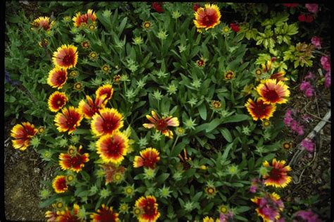 The plants appear fragile and may. 17 Best images about Partial Shade Plants Zone 8 on ...