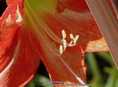 photo of the stamens filaments and pistils of amaryllis hippeastrum minerva posted by
